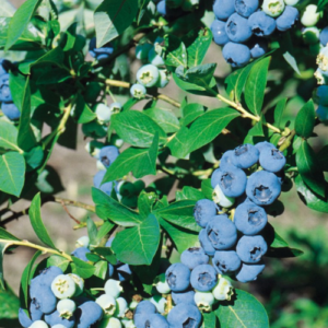Blueberry 'Chandler'