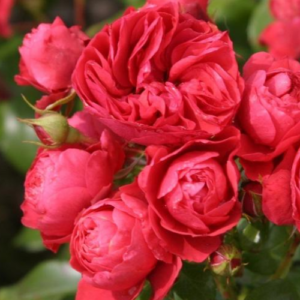 Roze 'Cherry Girl®'