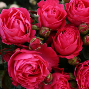 Roze 'Cherry Lady®'