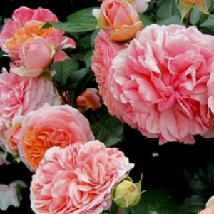 Roze 'Chippendale®'