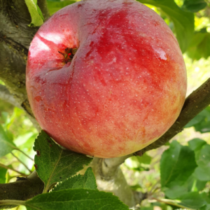 Kolonābele 'Čiepa' (D7-94-10)