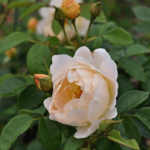 Rose 'Coniston'