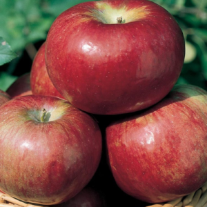 SA ābele 'Cortland'