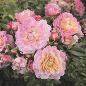 Roze 'Country Girl®'