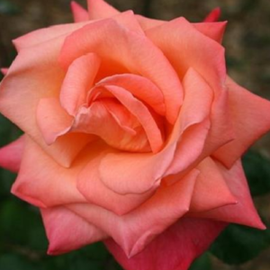 Roze 'Christopher Columbus'