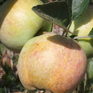 SA ābele 'Cukuriņš'