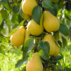 Bumbiere 'Decora'