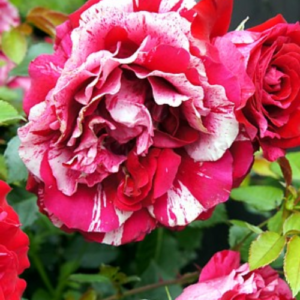 Roze 'Deep Impression®'