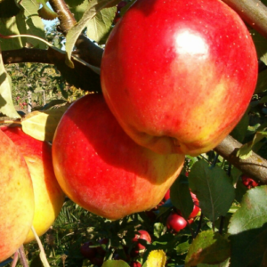 Dwarf apple tree 'Delikatese'