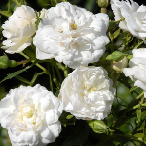 Rose 'Denise Cassegrain'