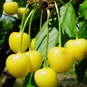 Saldais ķirsis 'Denisēna Dzeltenais'