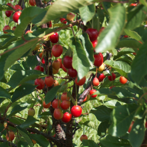 Ķirsis 'Desertnaja Morozovoi'