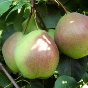 Bumbiere 'Desertnaja Rosošanskaja'