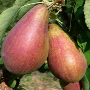 Pear 'Devoe'