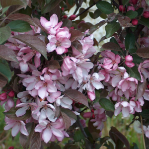 Dekoratīvā ābele 'Dimzu Šķeltu'