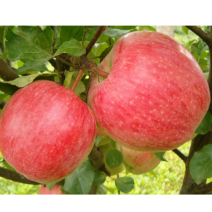 SA ābele 'Doč Melbi'