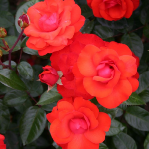 Roze 'Domstadt Fulda'