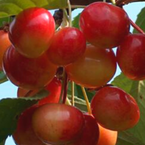 Sweet cherry 'Doņeckij 42-37'