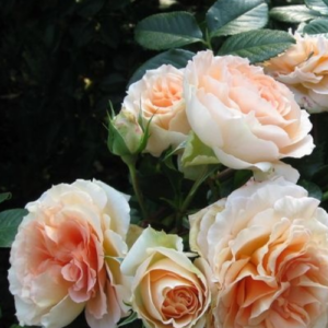 Rose 'Dr. Hermann Schulze Delitzsch'
