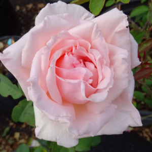 Roze 'Dream'