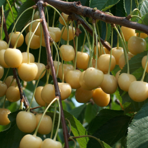 Saldais ķirsis 'Drogāna Dzeltenais'