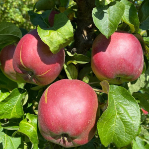 Columnar apple tree 'Duet'