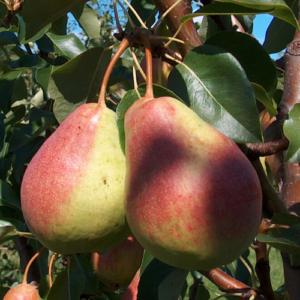 Bumbiere 'Duhmjanaja'