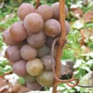 Vīnoga 'Dvietes Zilā'