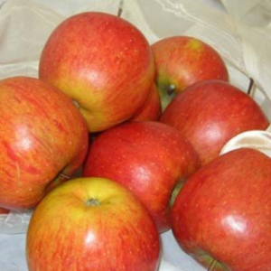 SA ābele 'Dzintariņš'