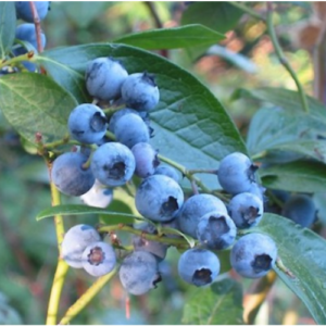 Krūmmellene 'Early Blue'