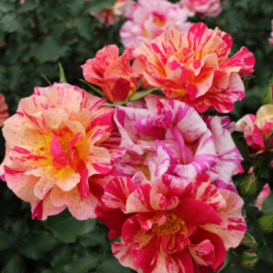 Roze 'Edgar Degas'