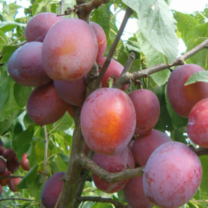 Plūme 'Edinburgas Hercogs'