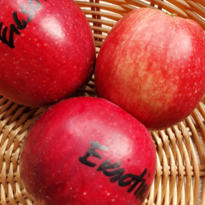 SA ābele 'Eksotika'