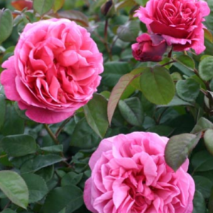 Roze 'Elbflorenz'