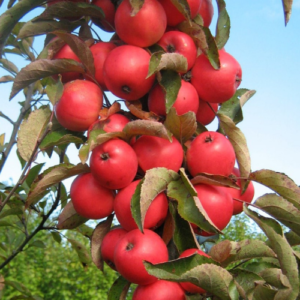 Columnar apple tree 'Elīna'