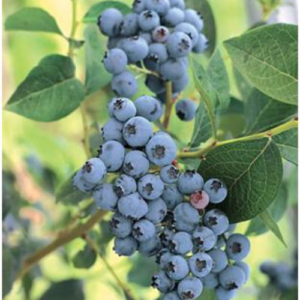 Krūmmellene 'Elizabeth'