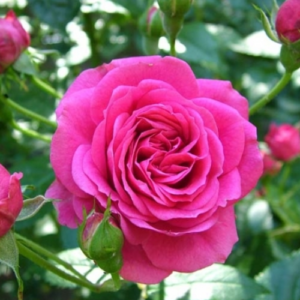 Roze 'Elmshorn'