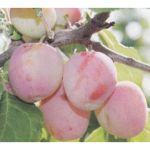 Plūme 'Emma Lepermane'