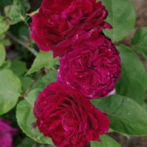 Roze 'Empereur du Maroc'