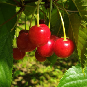 Saldais ķirsis 'Eva'