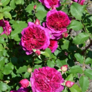 Rose 'Falstaff'