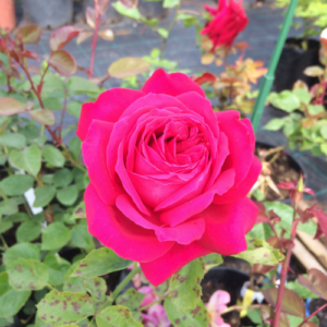 Roze 'Fantasia'
