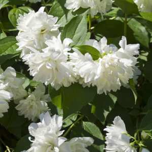 Mock-orange 'Minnesota Snowflake'