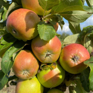 Kolonābele 'Flamenko'