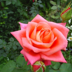 Rose 'Folklore'