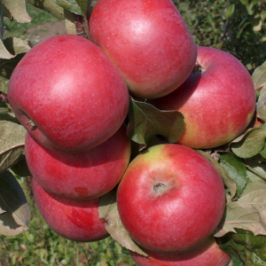 Dwarf apple tree 'Forele'