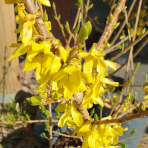 Forsythia