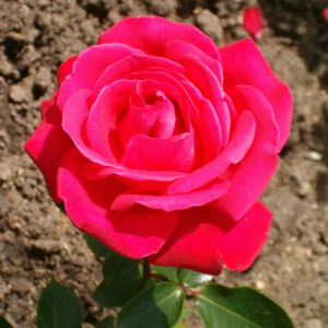 Roze 'Frankfurt am Main'