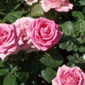 Roze 'Frederic Mistral'