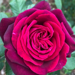 Roze 'Gräfin Diana®'